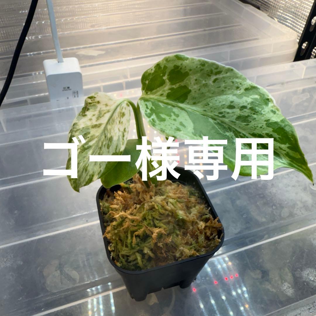 モンステラ バルバソウ