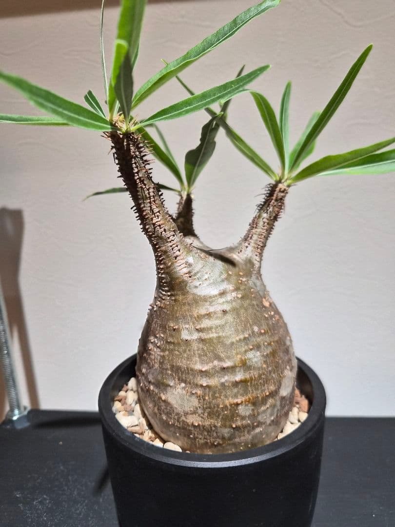 品種名…パキポディウム・グラキリス 特徴…現地球/現地株