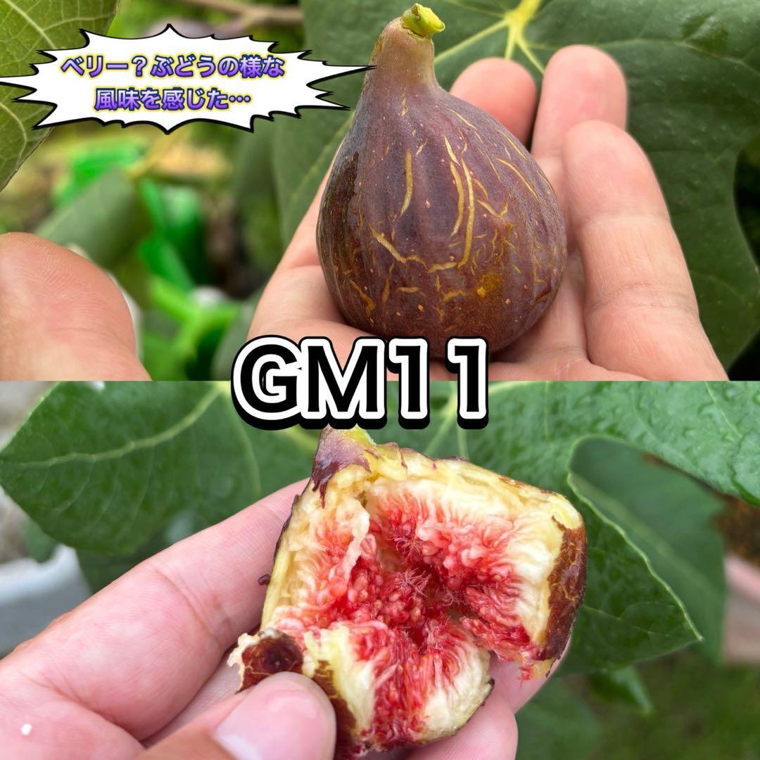 イチジク【穂木】の販売【品種名】　GM11（Sicilian Dark）穂木２本