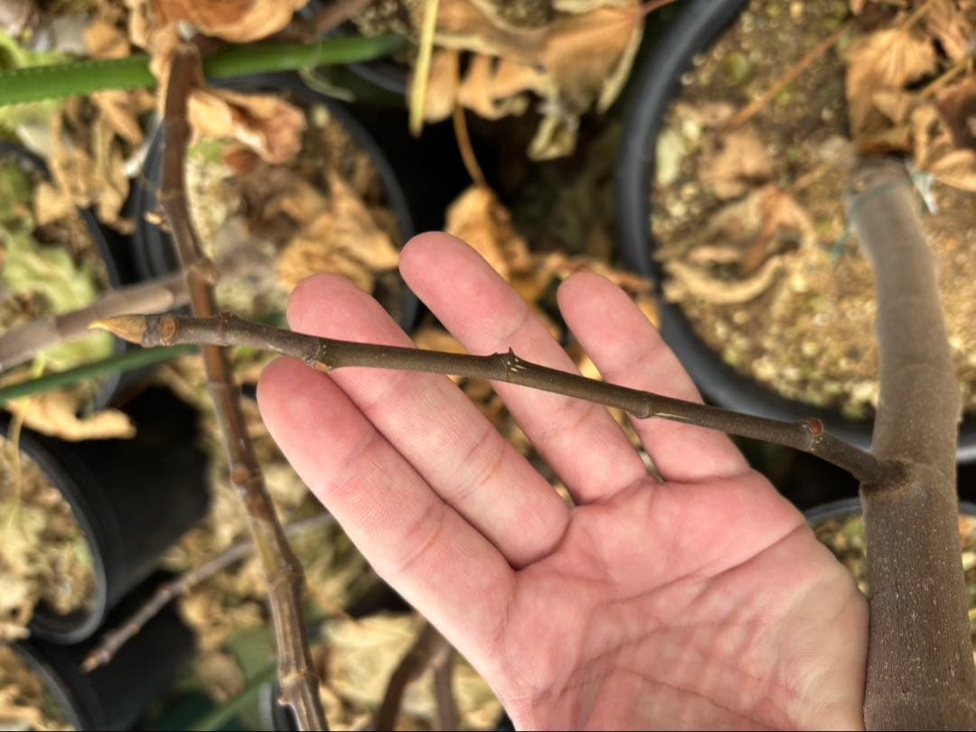 イチジク【穂木】の販売【品種名】　GM11（Sicilian Dark）穂木２本