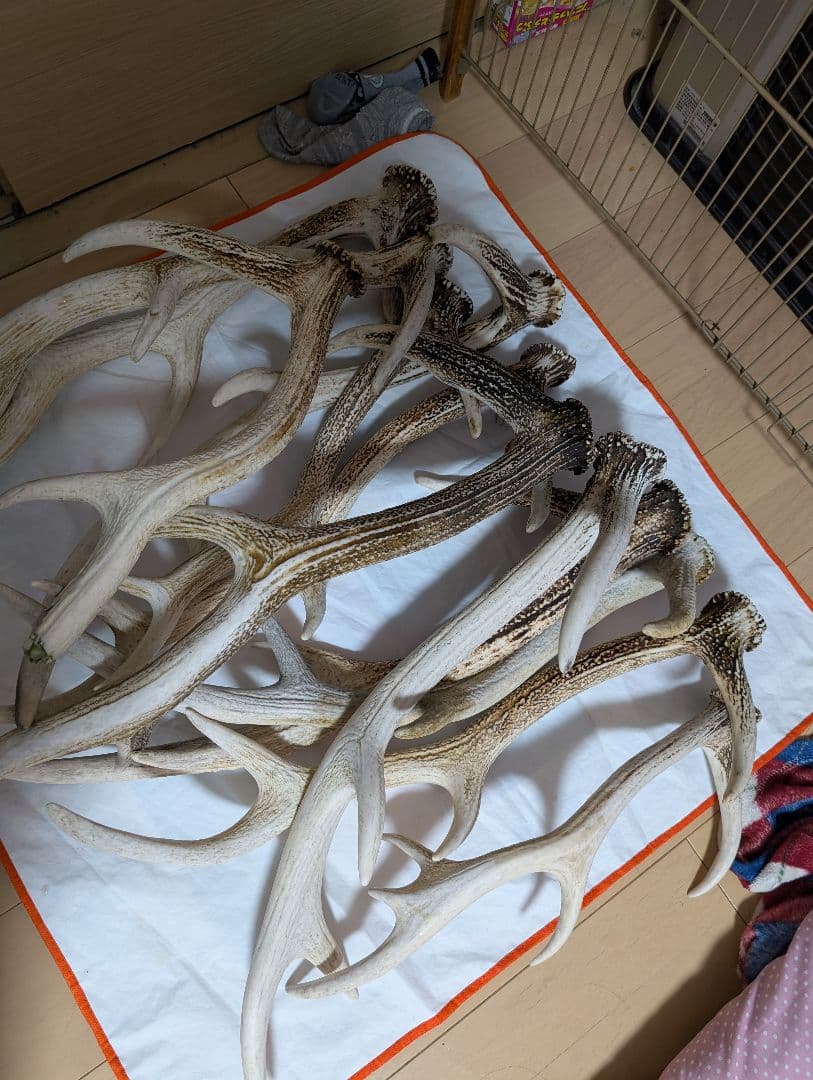 蝦夷鹿の角 北海道 インテリア 置物 犬 ペット おもちゃ １２本 １２キロ以上