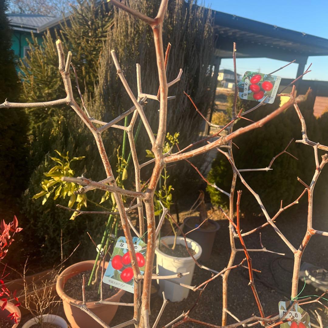 なつめ苗木 赤い果実 収穫時期8〜10月　1株