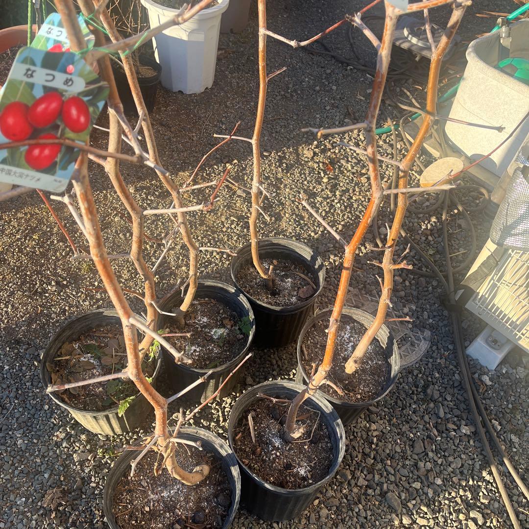 なつめ苗木 赤い果実 収穫時期8〜10月　1株
