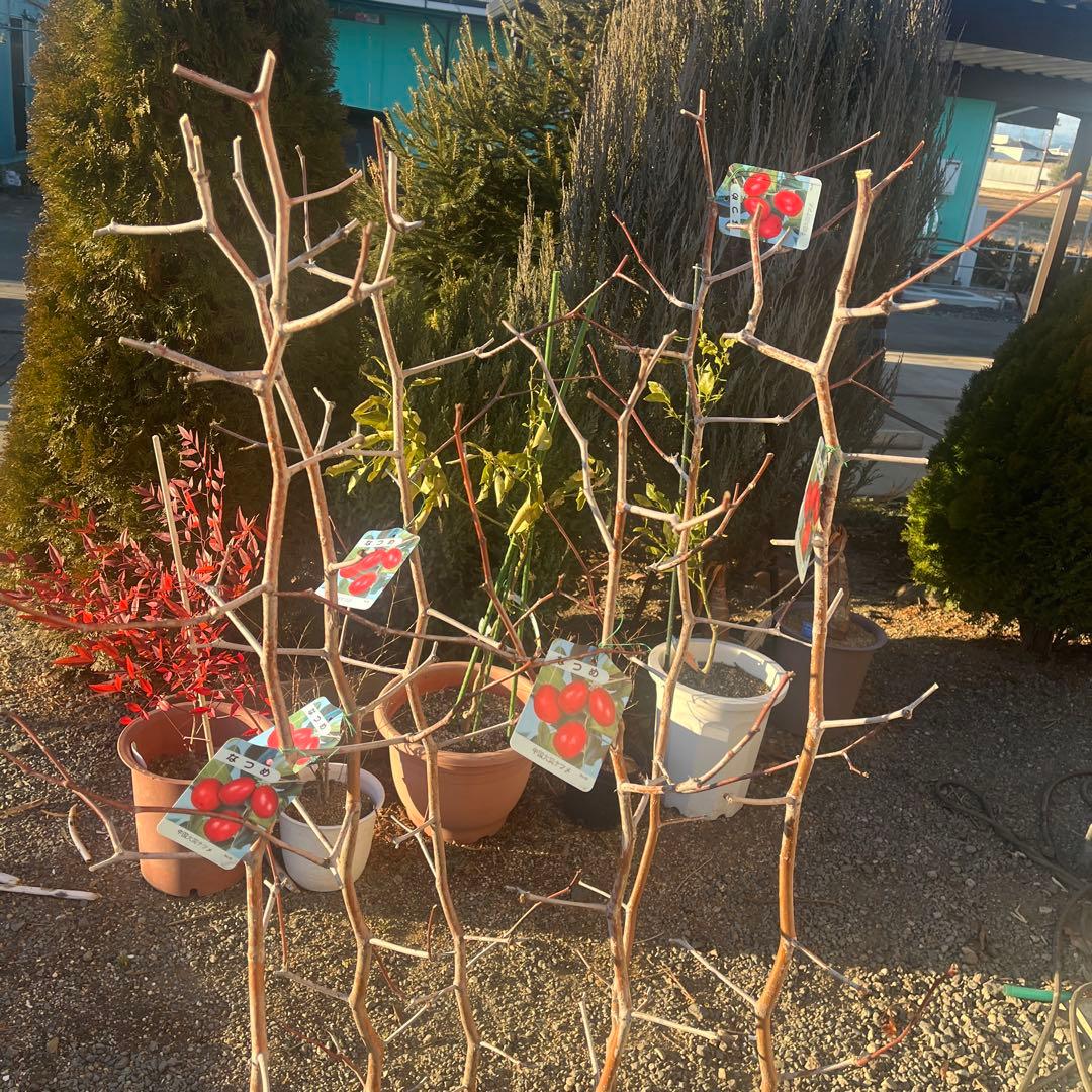 なつめ苗木 赤い果実 収穫時期8〜10月　1株