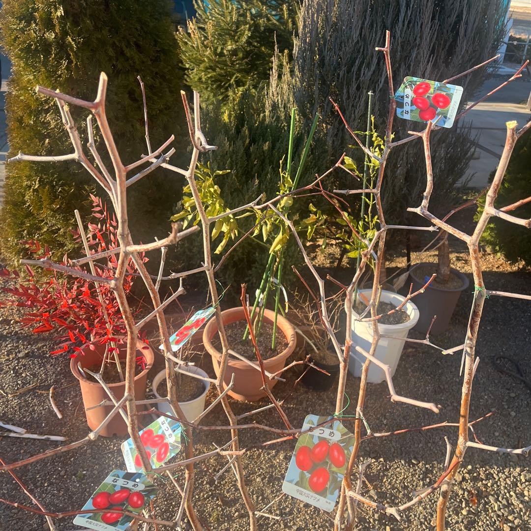 なつめ苗木 赤い果実 収穫時期8〜10月　1株