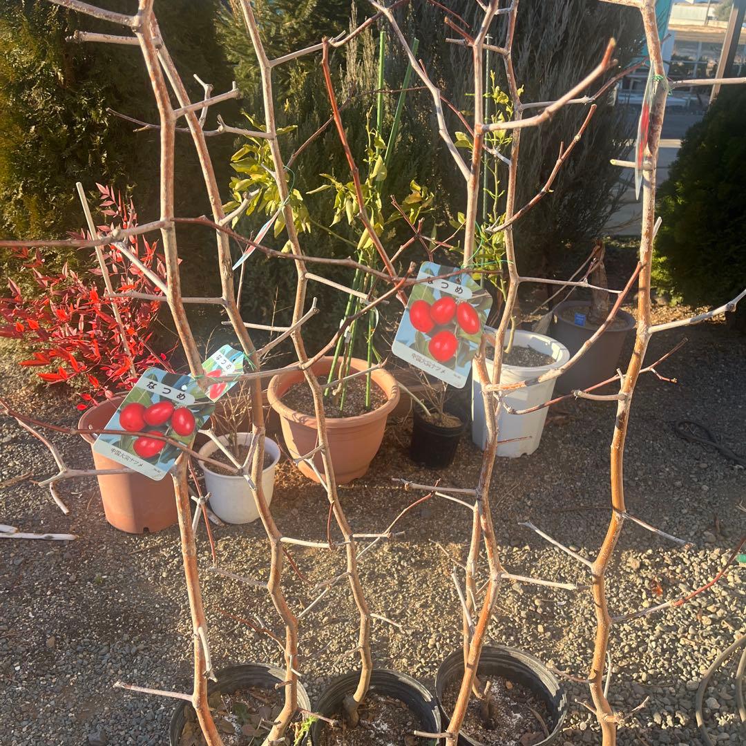 なつめ苗木 赤い果実 収穫時期8〜10月　1株