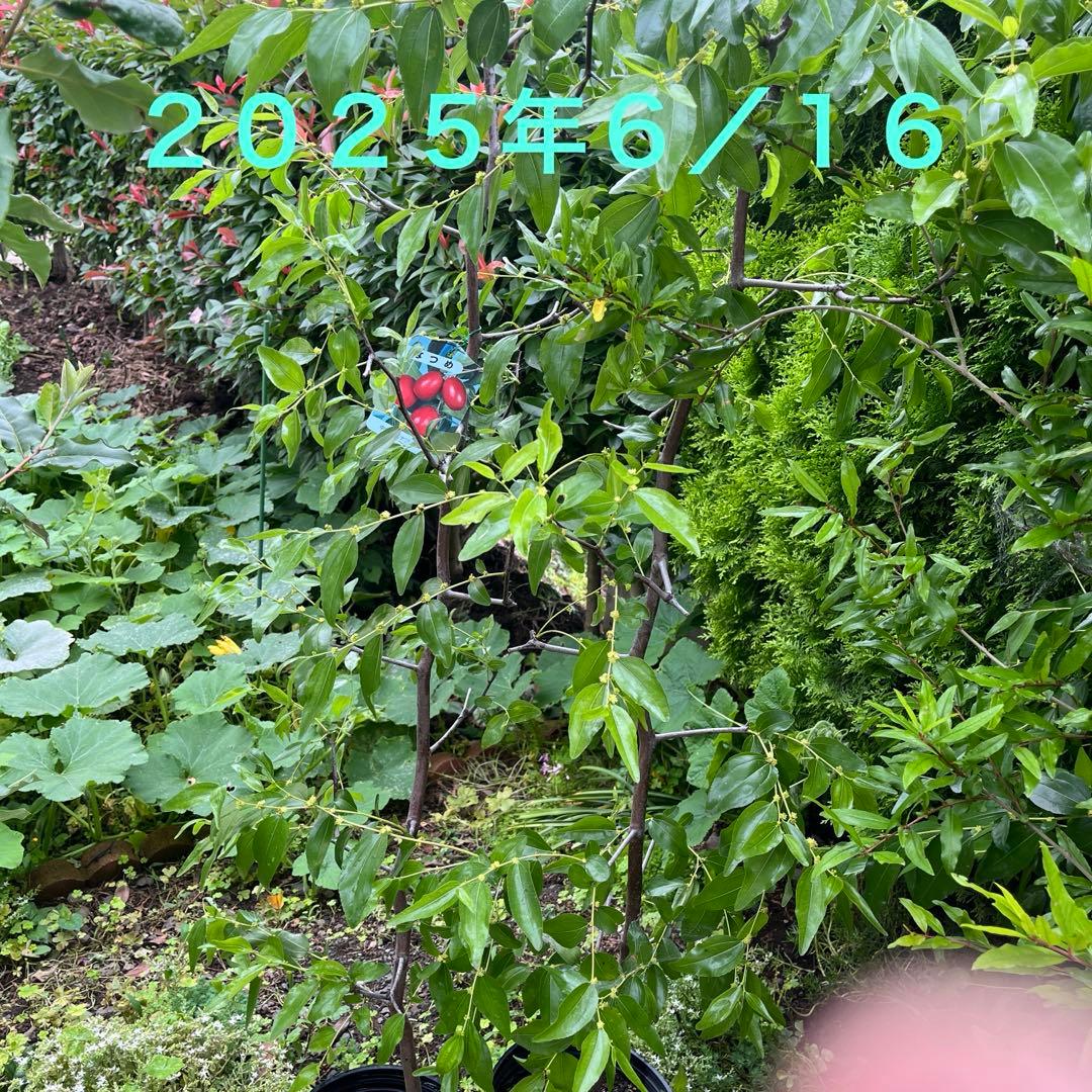 なつめ苗木 赤い果実 収穫時期8〜10月　1株