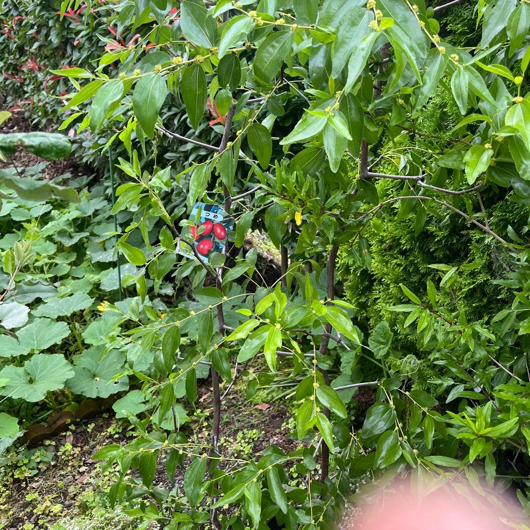 なつめ苗木 赤い果実 収穫時期8〜10月　1株