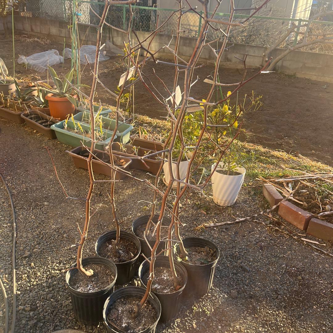 なつめ苗木 赤い果実 収穫時期8〜10月　1株