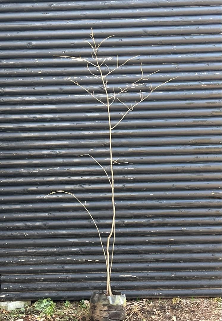 山採り天然　ツリバナ　３本株立ち　12