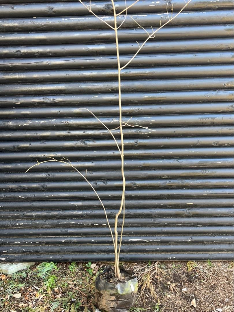 山採り天然　ツリバナ　３本株立ち　12