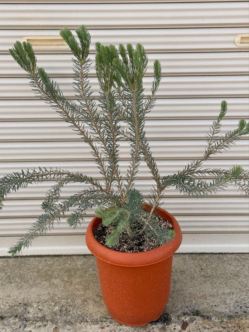 カロタムス ダスティーグレー 8号 鉢植え フトモモ科 オーストラリア原産