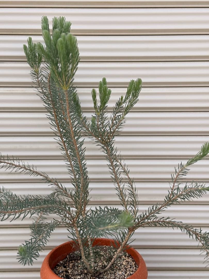 カロタムス ダスティーグレー 8号 鉢植え フトモモ科 オーストラリア原産