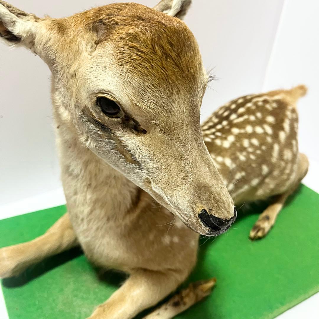 剥製 小鹿 子鹿 ニホンジカ 置き物 ヴィンテージ バンビ インテリア オブジェ