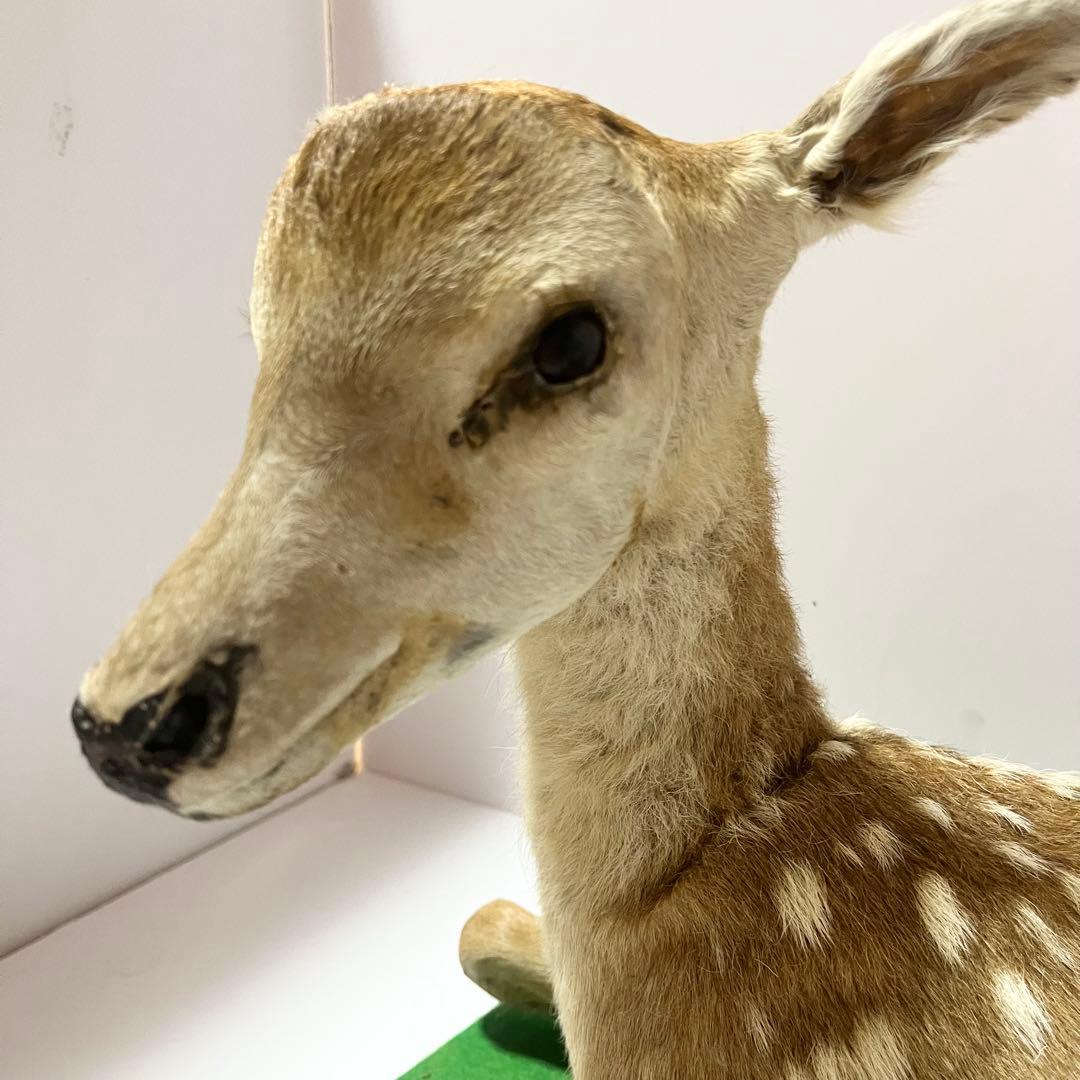 剥製 小鹿 子鹿 ニホンジカ 置き物 ヴィンテージ バンビ インテリア オブジェ