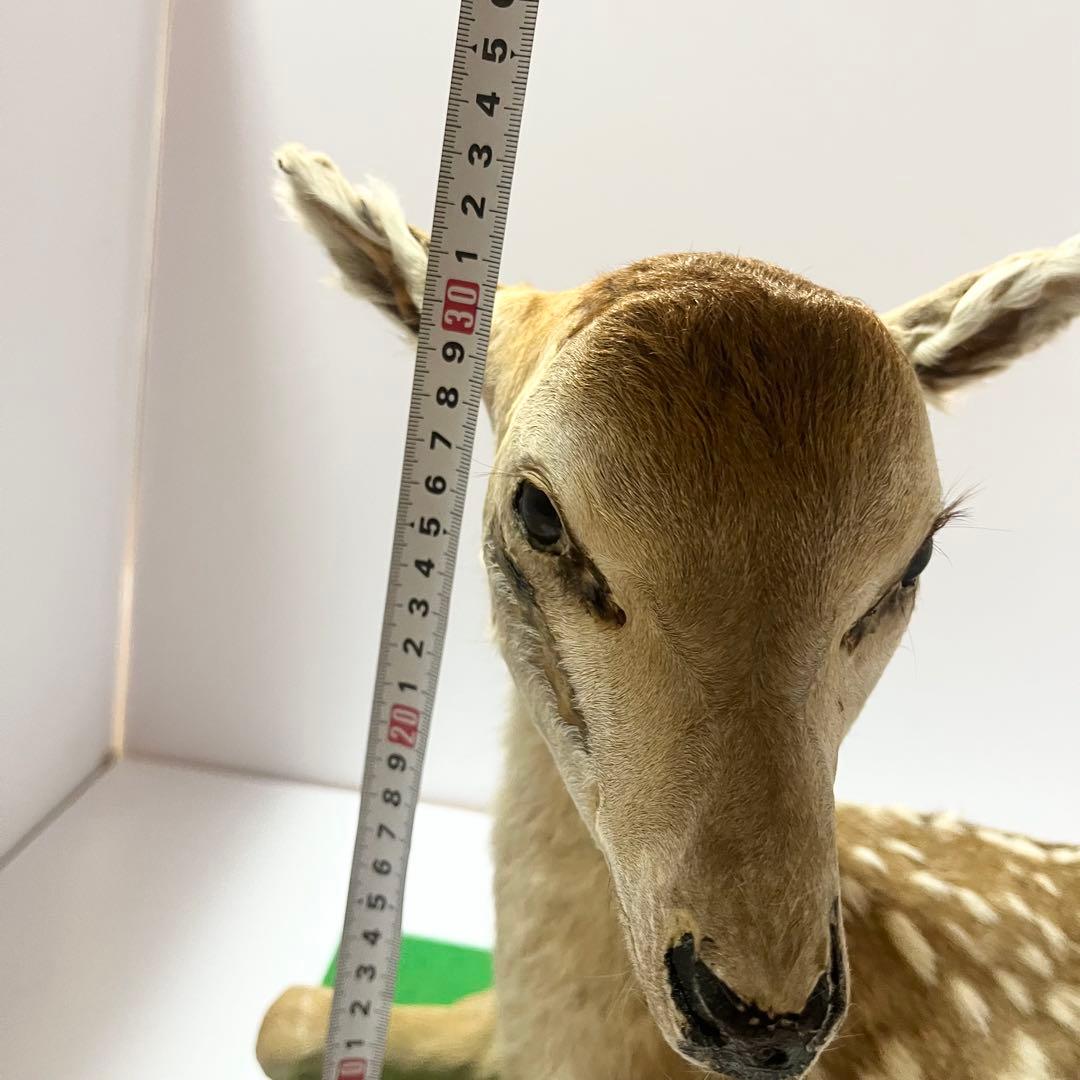 剥製 小鹿 子鹿 ニホンジカ 置き物 ヴィンテージ バンビ インテリア オブジェ