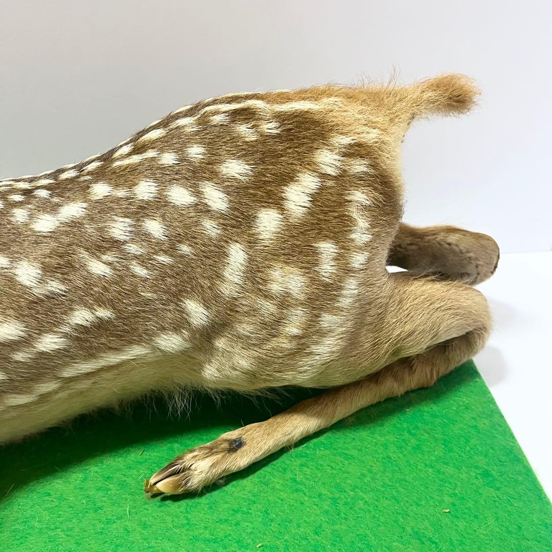 剥製 小鹿 子鹿 ニホンジカ 置き物 ヴィンテージ バンビ インテリア オブジェ