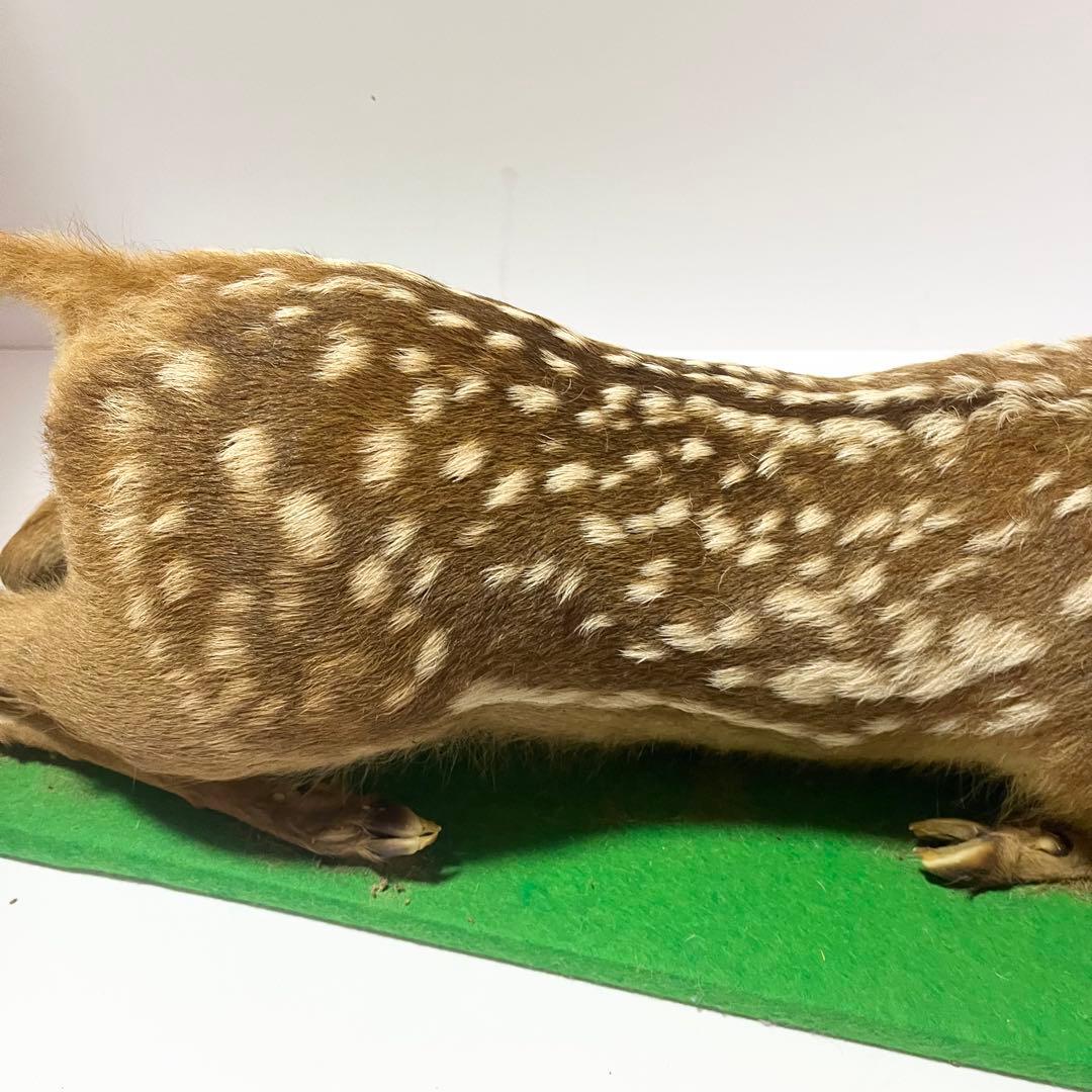 剥製 小鹿 子鹿 ニホンジカ 置き物 ヴィンテージ バンビ インテリア オブジェ