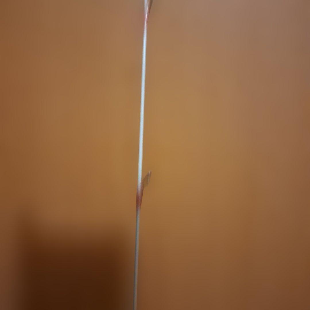 Sephia BB TIP EGING ML 6.6フィート