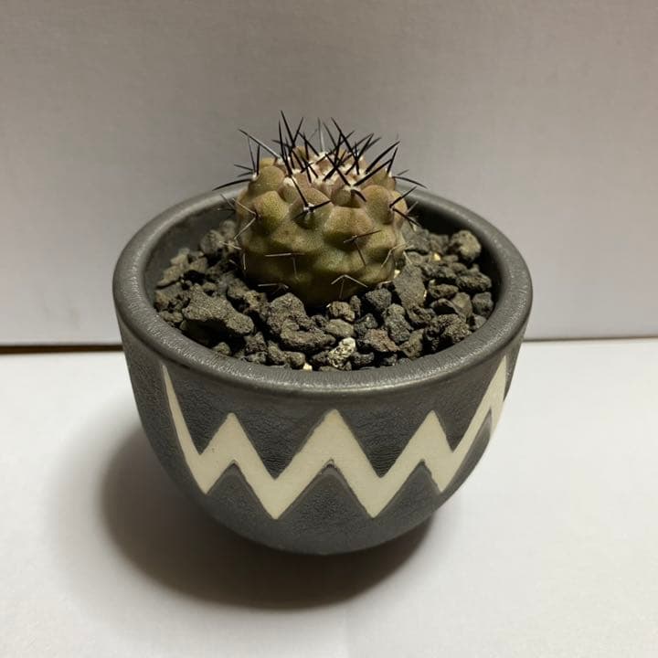 コピアポア コルムナアルバ / 孤竜丸