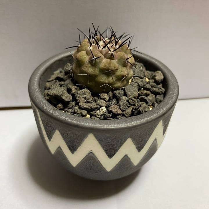 コピアポア コルムナアルバ / 孤竜丸