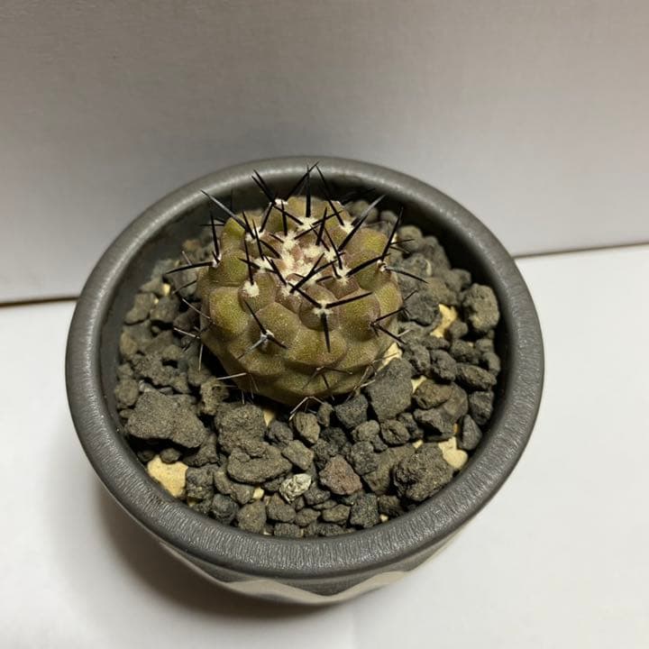 コピアポア コルムナアルバ / 孤竜丸