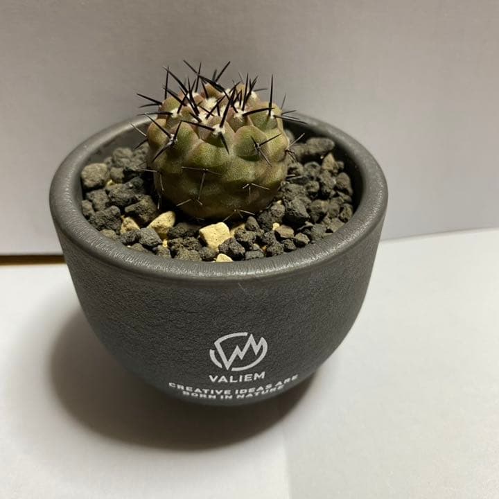 コピアポア コルムナアルバ / 孤竜丸