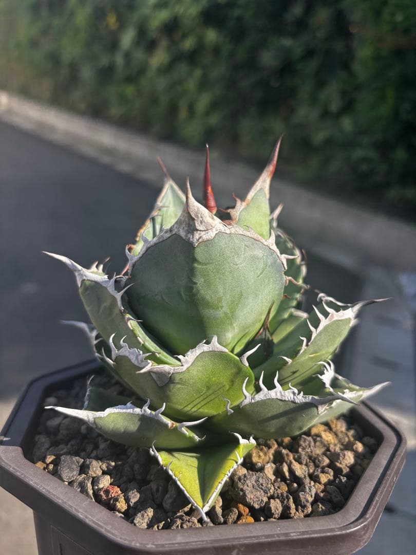 アガベ チタノタ スペード Lize産（親株出品 子株つき）