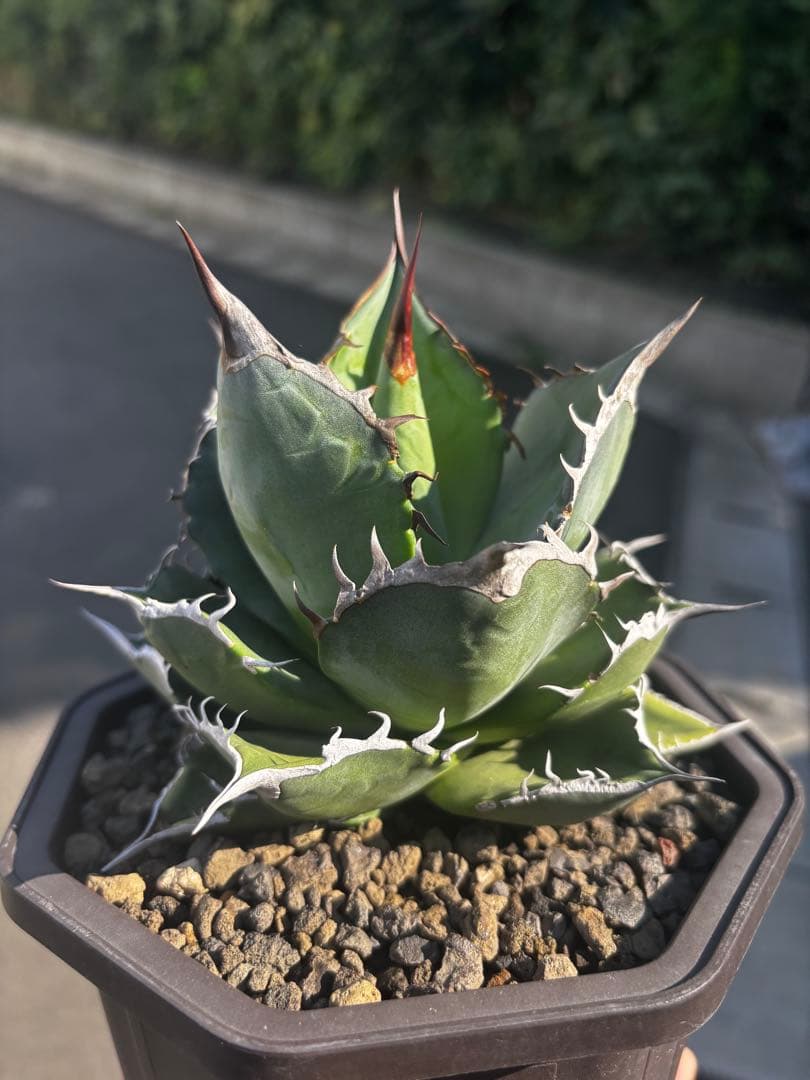 アガベ チタノタ スペード Lize産（親株出品 子株つき）