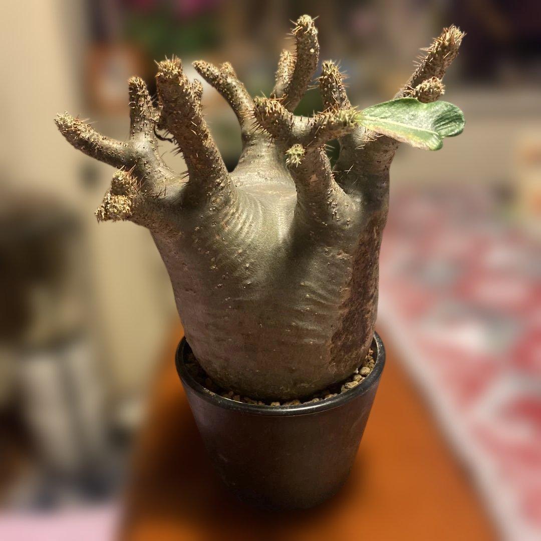 グラキリス 大 重量級 現地球