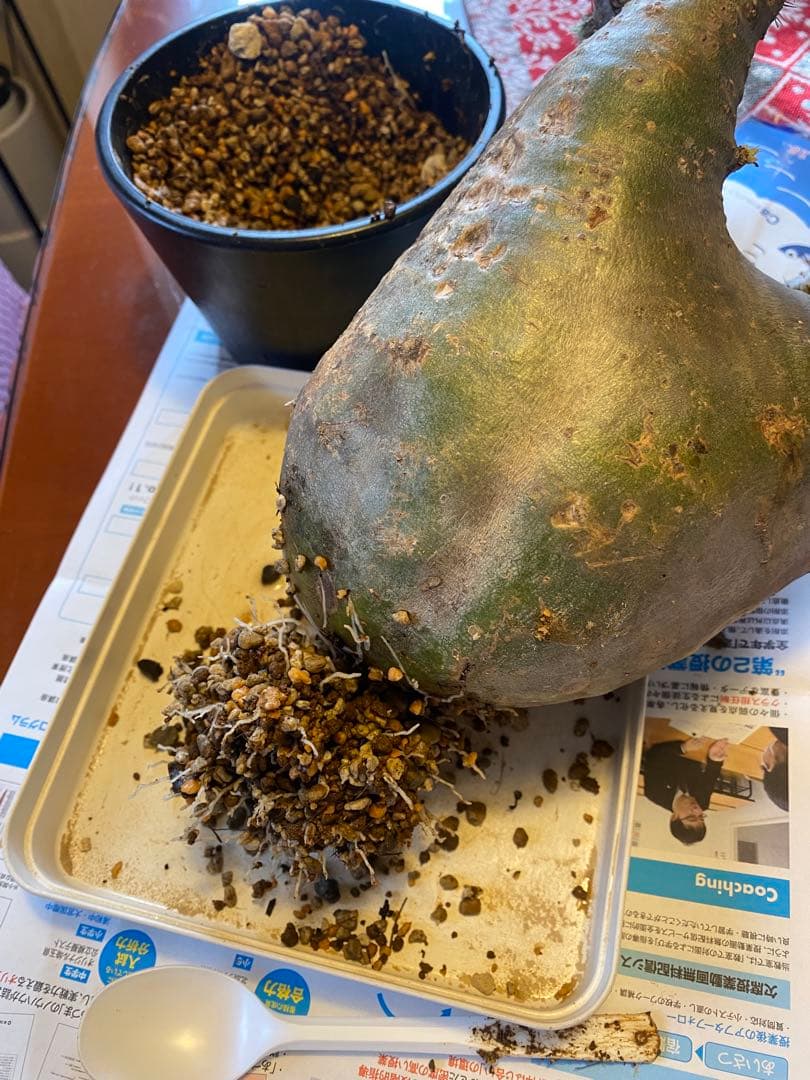 グラキリス 大 重量級 現地球