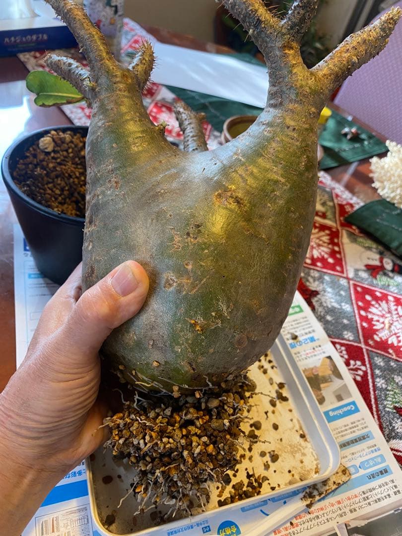 グラキリス 大 重量級 現地球