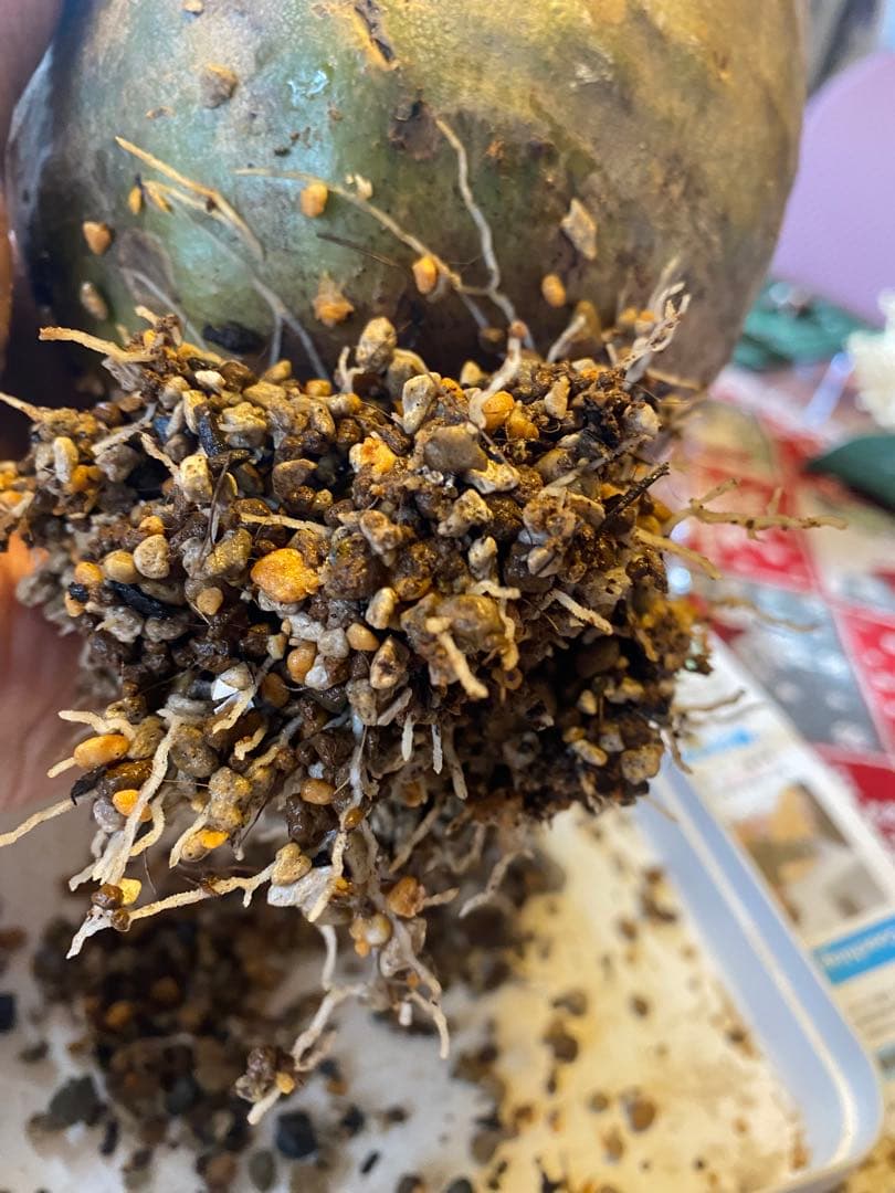 グラキリス 大 重量級 現地球