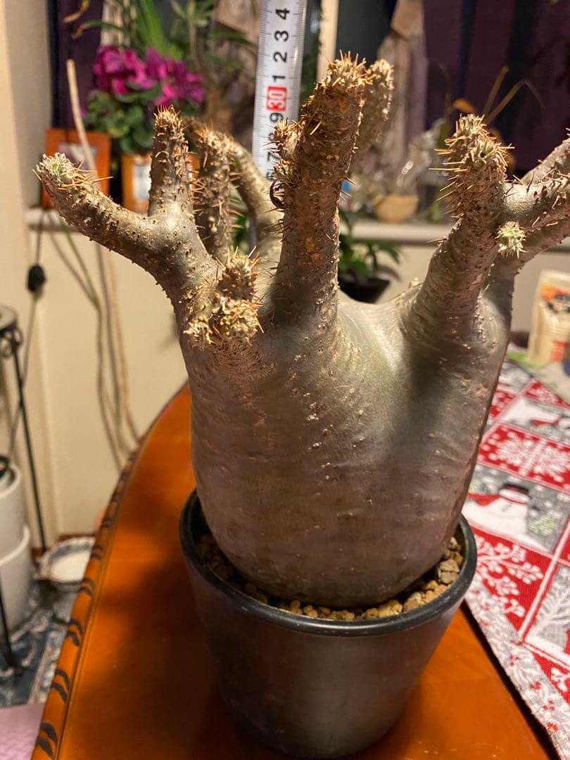 グラキリス 大 重量級 現地球