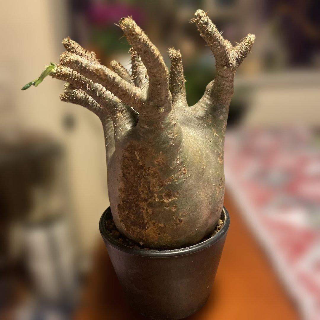 グラキリス 大 重量級 現地球