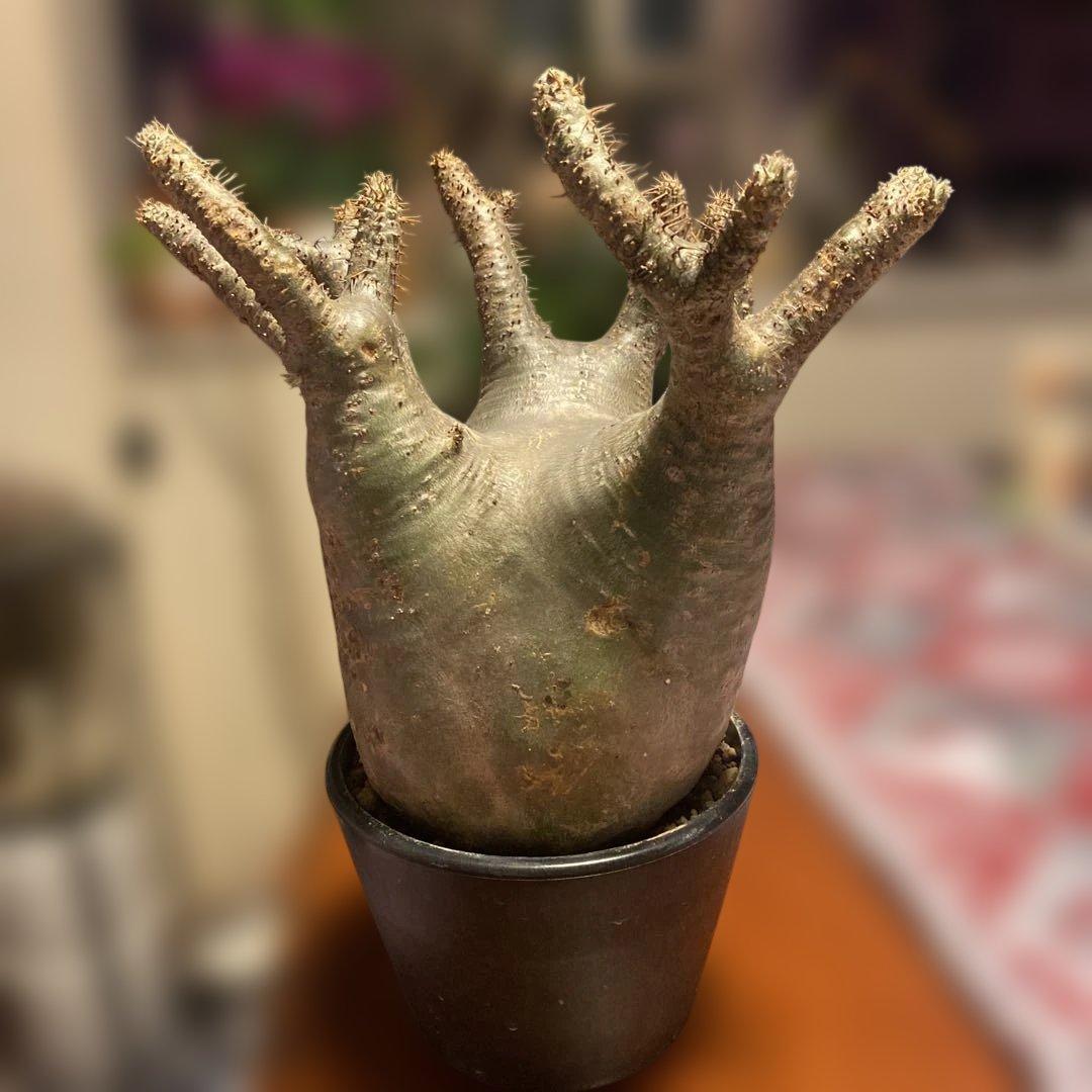 グラキリス 大 重量級 現地球