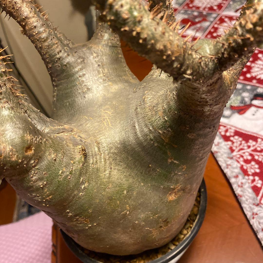 グラキリス 大 重量級 現地球