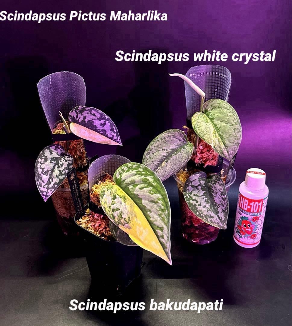 スキンダプサス　綺麗な斑入り　セット C2