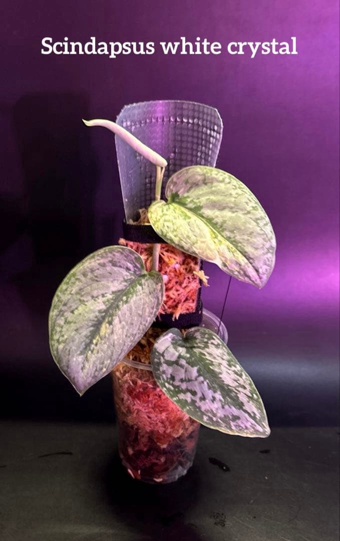 スキンダプサス　綺麗な斑入り　セット C2