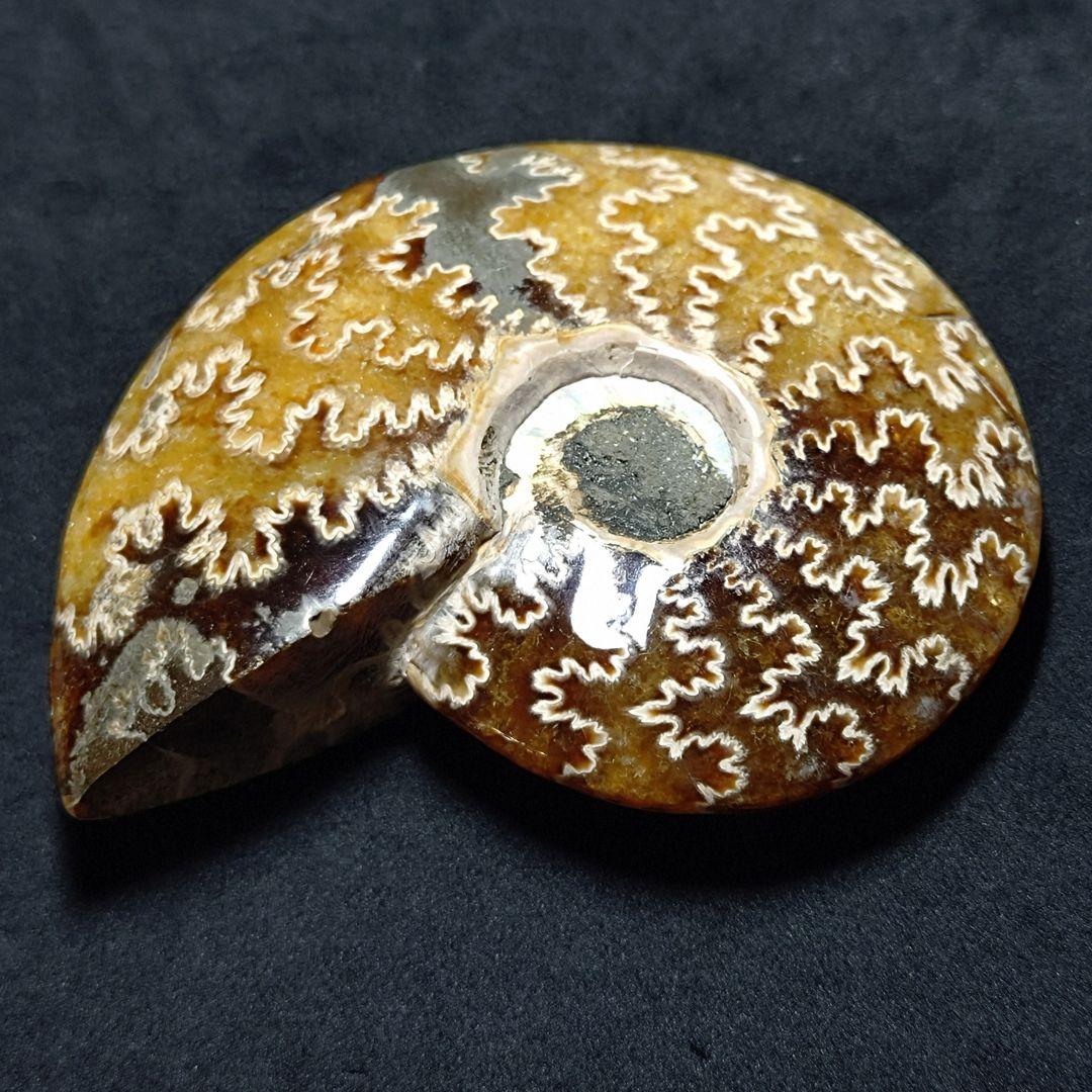 ★アンモナイト小物入れ 185.0gA(SA+)