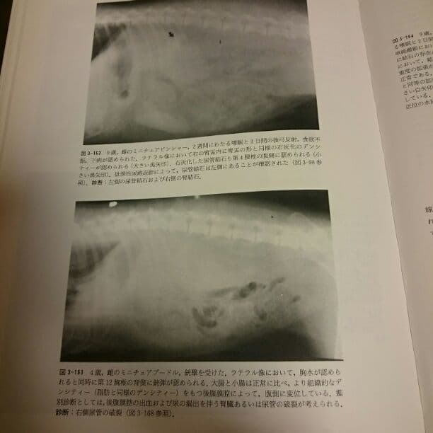 小動物の画像診断