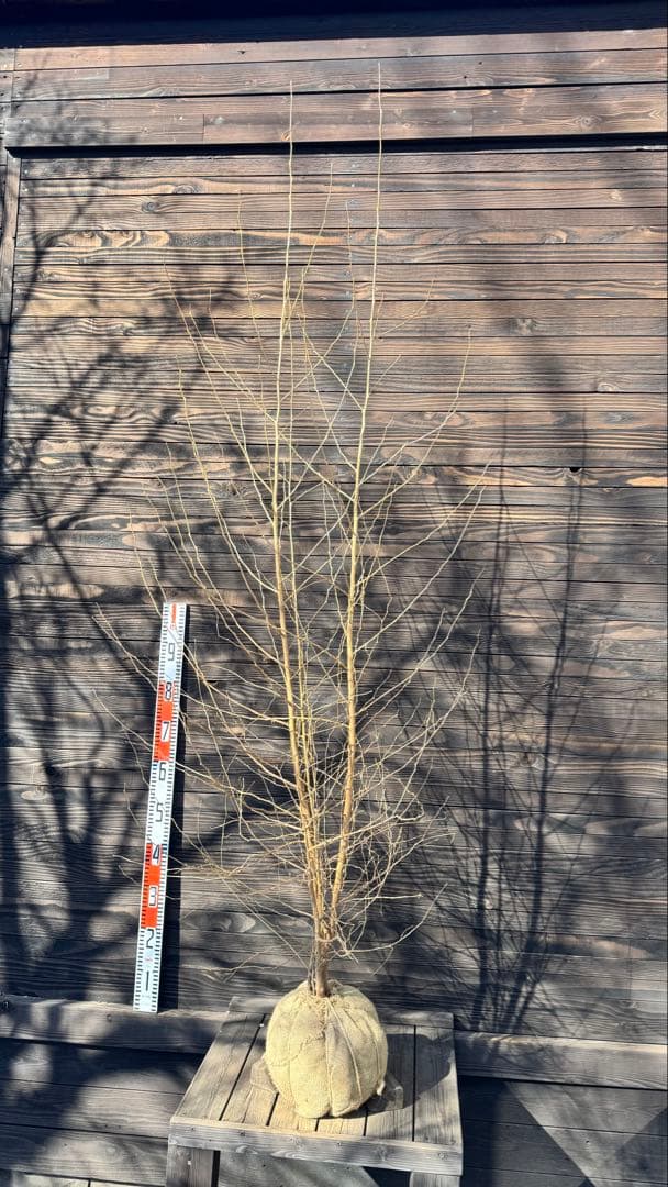 エゴノキ/株立ち【現品発送】管理80024