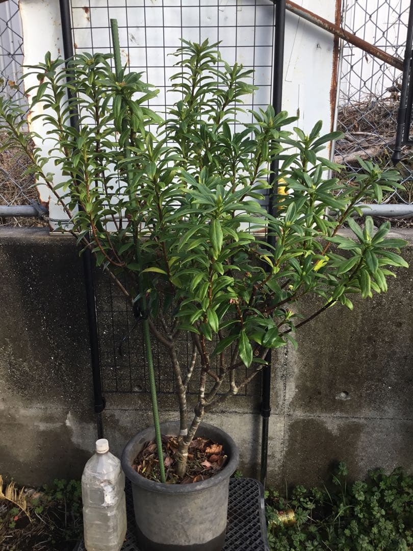 沈丁花　赤１００センチ