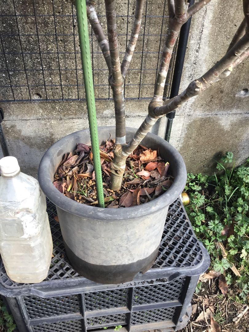 沈丁花　赤１００センチ