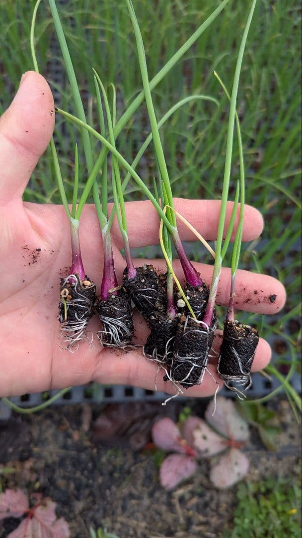 レッドアロー 極早生 赤玉ねぎ 1000本　農薬不使用　ポット苗