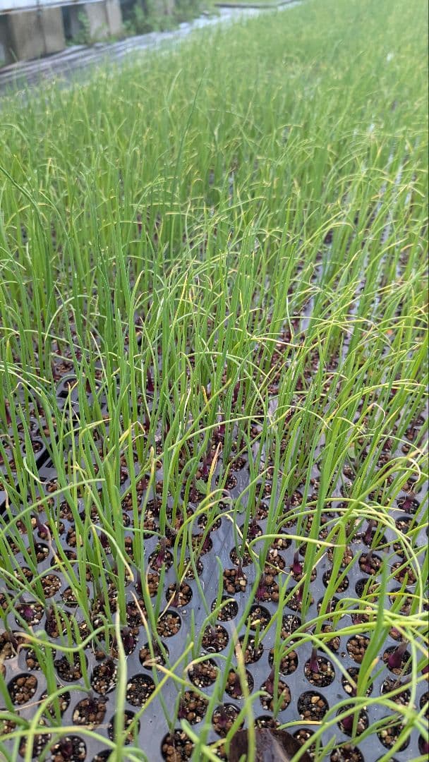 レッドアロー 極早生 赤玉ねぎ 1000本　農薬不使用　ポット苗