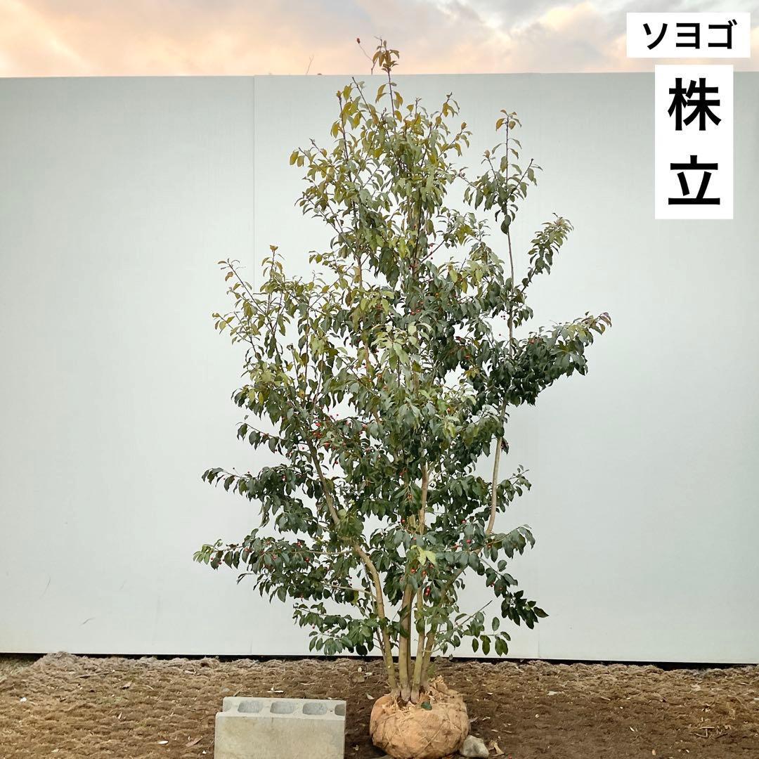 ソヨゴ　雌/ 1041