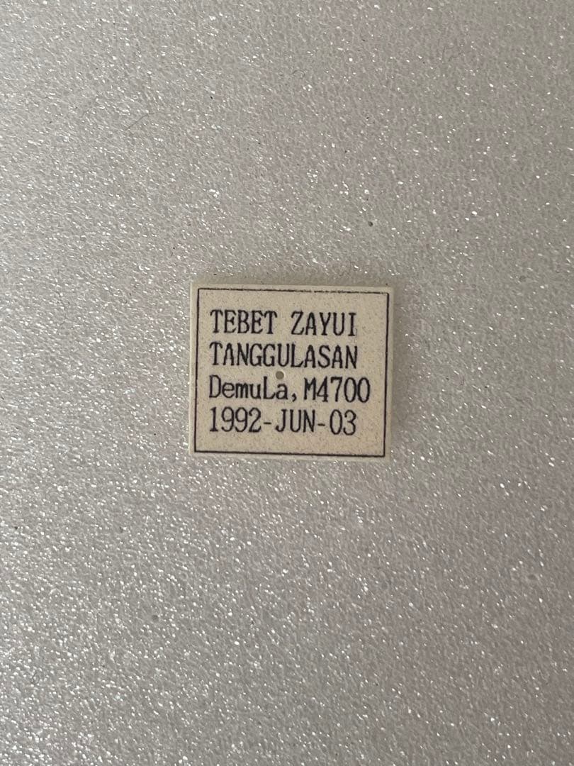 パルナシウス・チェケニー（メス、チベット産）