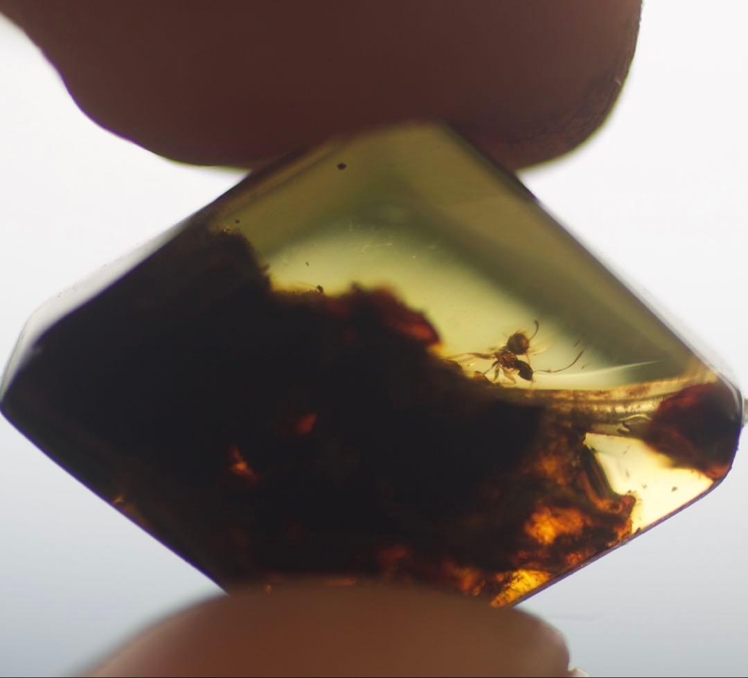 メキシコ産 天然琥珀（アンバー）昆虫入り 約2,300万年前 希少標本
