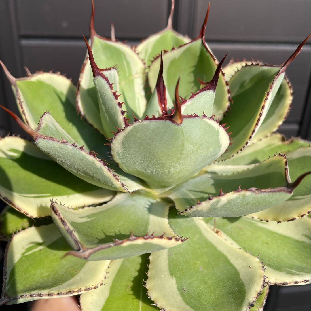 確認用　ベビーティース錦　ティンカーベル　ドラド　モモラテ　5株セット　抜き苗